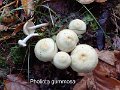 Pholiota gummosa-amf1442-1